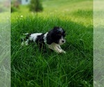 Small Photo #2 Cavapoo Puppy For Sale in FRYTOWN, IA, USA