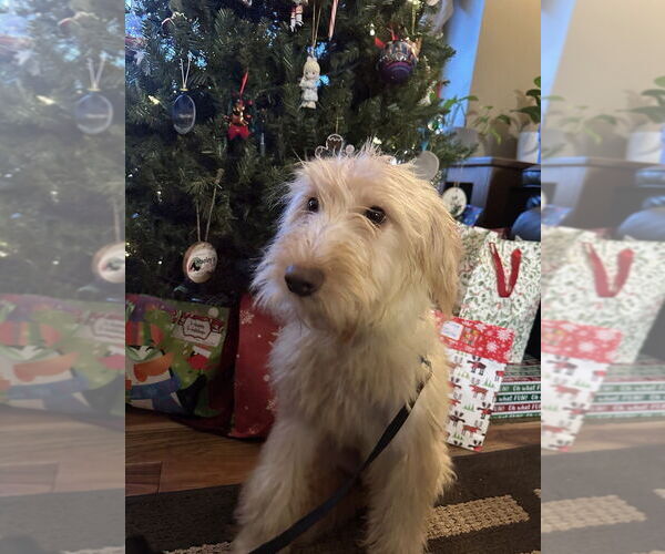 Medium Photo #1 Goldendoodle (Miniature) Puppy For Sale in Plymouth, MN, USA