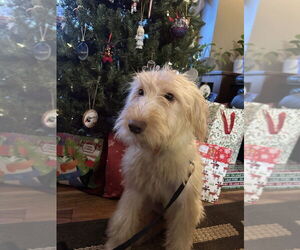 Goldendoodle (Miniature) Dogs for adoption in Plymouth, MN, USA