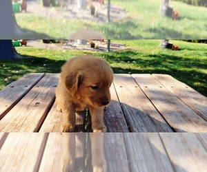 Golden Retriever Puppy for Sale in LEON, Kansas USA