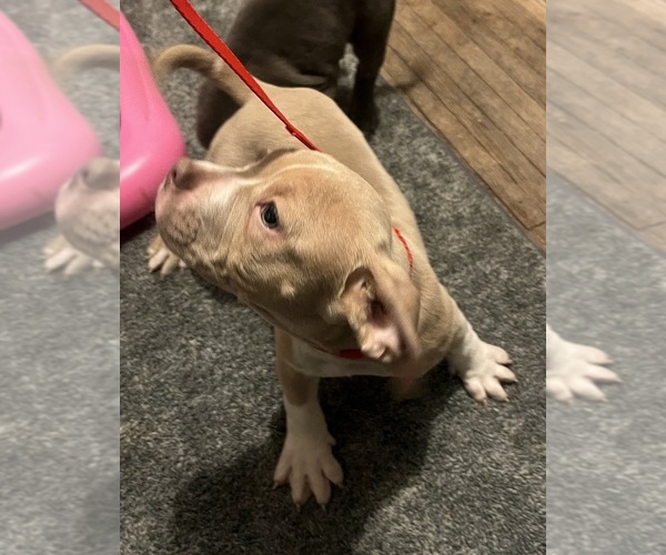 Medium Photo #28 American Bully Puppy For Sale in BUFFALO, NY, USA