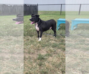 Bane Alexander - Male Mutt Dog for Adoption - Photo #2