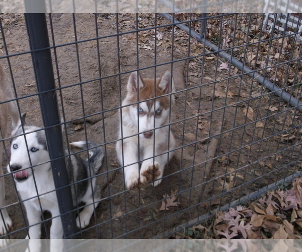 Medium Photo #5 Siberian Husky Puppy For Sale in MOWEAQUA, IL, USA
