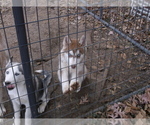 Small Photo #5 Siberian Husky Puppy For Sale in MOWEAQUA, IL, USA