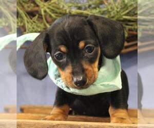 Dachshund Puppy for sale in ORO VALLEY, AZ, USA