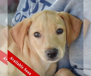 Mutt Dogs for adoption in Huntley, IL, USA
