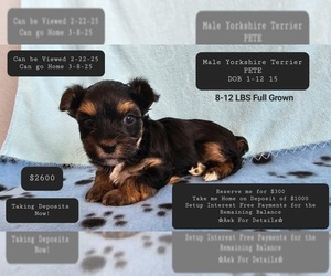 Yorkshire Terrier Puppy for sale in TUCSON, AZ, USA
