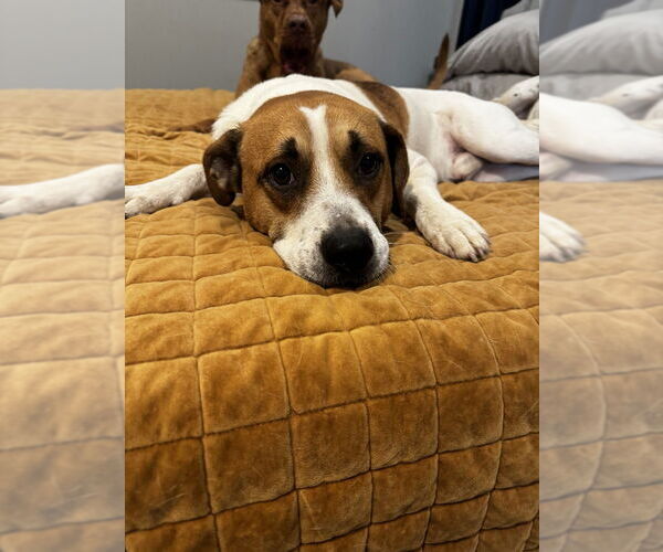 Medium Photo #3 Mutt Puppy For Sale in Boston, MA, USA