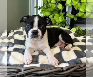 Boston Terrier Dog for Adoption in FRANKLIN, Indiana USA