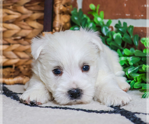 West Highland White Terrier Puppy for sale in SYRACUSE, IN, USA