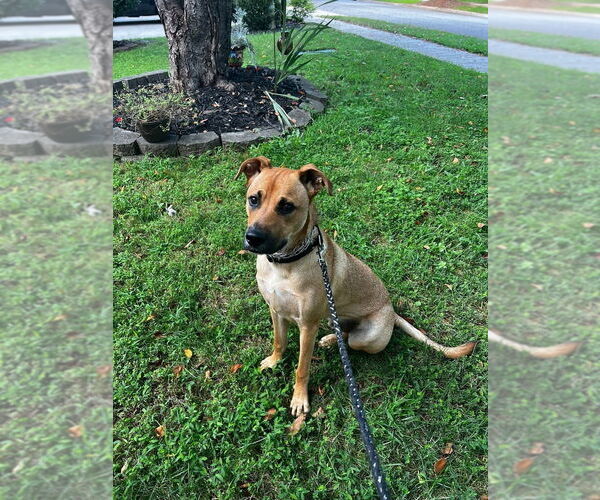 Medium Photo #4 Black Mouth Cur-Unknown Mix Puppy For Sale in Mooresville, NC, USA