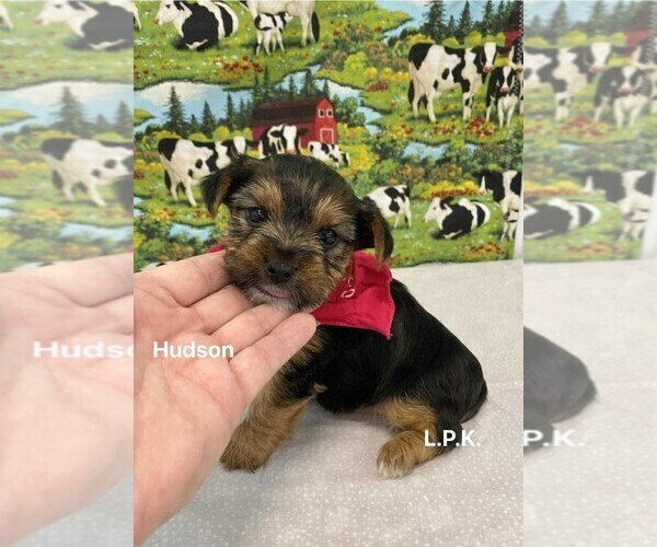 Medium Photo #1 Yorkshire Terrier Puppy For Sale in WINNSBORO, LA, USA