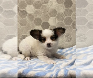 Papillon Puppy for sale in CANOGA, NY, USA