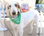 Small Photo #6 Poodle (Standard)-Unknown Mix Puppy For Sale in Washington, DC, USA