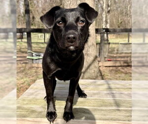 Mutt Dogs for adoption in Warrenton, VA, USA