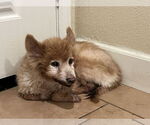 Small Pomeranian Mix