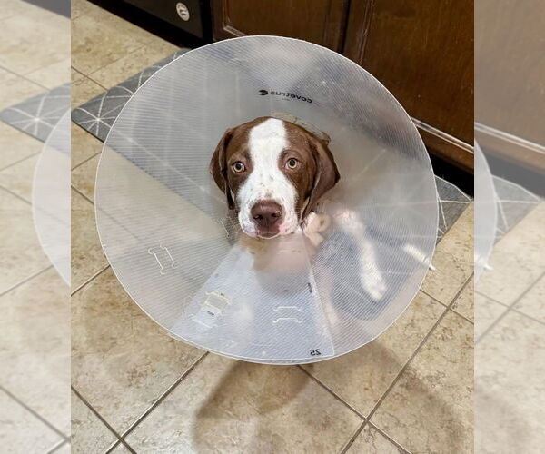 Medium Photo #3 Mutt Puppy For Sale in Claremore, OK, USA