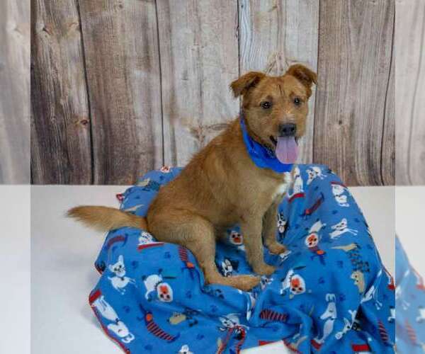 Medium Photo #2 Mutt Puppy For Sale in Kennesaw, GA, USA