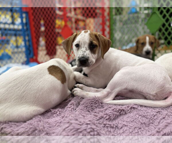 Medium Photo #10 Mutt Puppy For Sale in Wenonah, NJ, USA