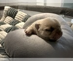 Small #5 French Bulldog