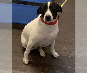 Maggie G - Female Mutt Dog for Adoption - Photo #4