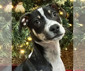 Lab-Pointer Dogs for adoption in Jefferson, NJ, USA