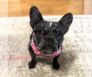 French Bulldog Dogs for adoption in HOUSTON, TX, USA