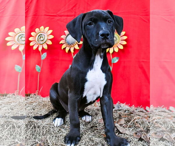 Medium Photo #1 Bulldog-Labrador Retriever Mix Puppy For Sale in Wetumpka, AL, USA
