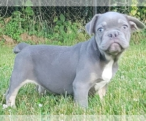 French Bulldog Puppy for sale in BOSTON, MA, USA