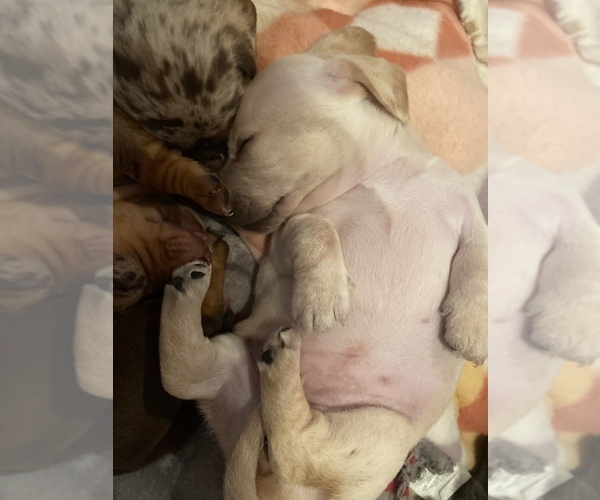 Medium Photo #10 Dachshund Puppy For Sale in DENHAM SPRINGS, LA, USA