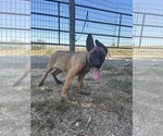 Small #2 Dutch Shepherd Dog-German Shepherd Dog Mix