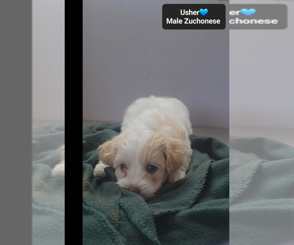 Medium Photo #3 Havanese-Zuchon Mix Puppy For Sale in TUCSON, AZ, USA
