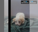 Small #2 Havanese-Zuchon Mix