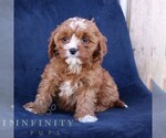 Small #1 Cavapoo (Miniature)