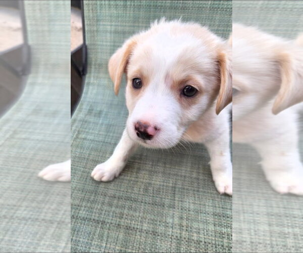 Medium Photo #2 Labrador Retriever-Unknown Mix Puppy For Sale in Dallas, TX, USA