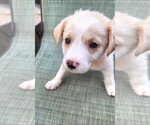 Small #1 Labrador Retriever Mix