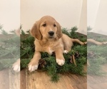 Small Photo #1 Golden Retriever-Goldendoodle Mix Puppy For Sale in HILLSBORO, WI, USA