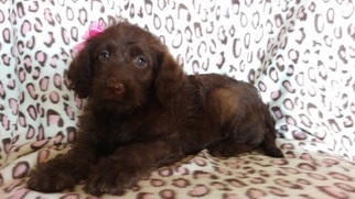 Labradoodle Puppy for sale in EDEN, PA, USA