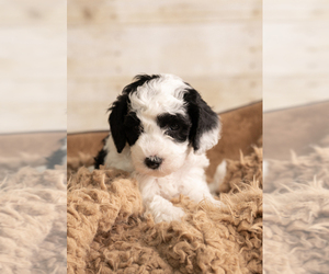 Medium Goldendoodle mix (+ Poodle Miniature)