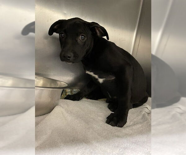 Medium Photo #1 American Staffordshire Terrier-Unknown Mix Puppy For Sale in Waco, TX, USA