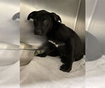 Small American Staffordshire Terrier Mix
