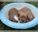 Small Photo #7 Cavapoo Puppy For Sale in COAL CITY, IN, USA