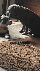 Father of the American Bully puppies born on 12/15/2018