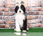 Small Photo #1 Sheepadoodle Puppy For Sale in BEL AIR, MD, USA