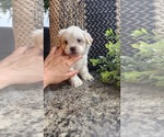 Puppy Skye Mal-Shi