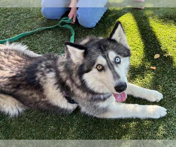 Medium Photo #3 Siberian Husky Puppy For Sale in Martinez, CA, USA