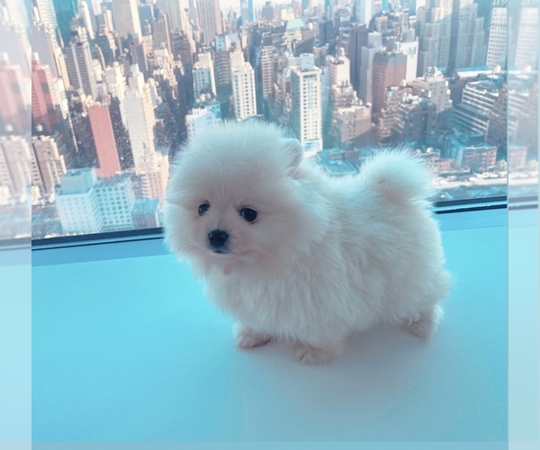 Medium Photo #2 Pomeranian Puppy For Sale in NEW YORK, NY, USA