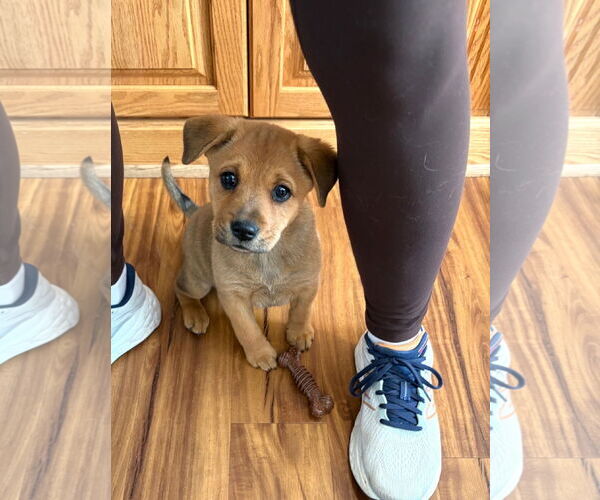 Medium Photo #1 Mutt Puppy For Sale in Jackson Township, NJ, USA