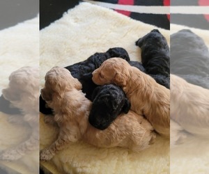Poodle (Toy) Puppy for sale in RICHMOND, VA, USA