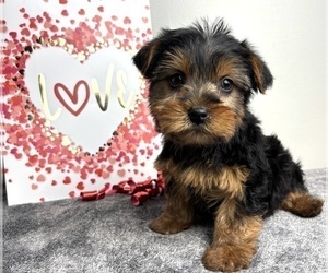 Yorkshire Terrier Puppy for sale in INDIANAPOLIS, IN, USA
